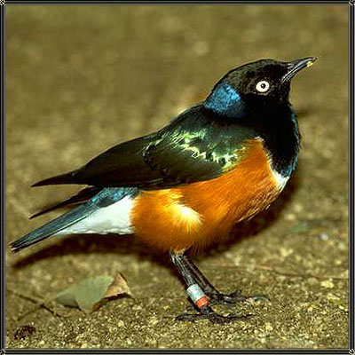 Si j'étais un oiseau